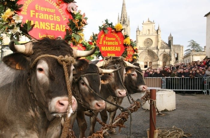 Bazas beef cattle