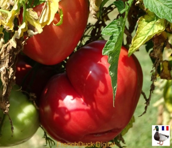 tomatoes at Chateau de la Bourdaisiere 2019