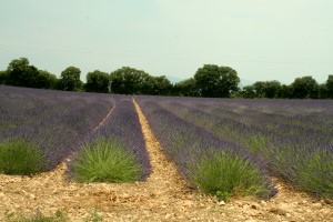 provence lavender