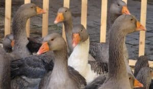 Sarlat Goose Fair