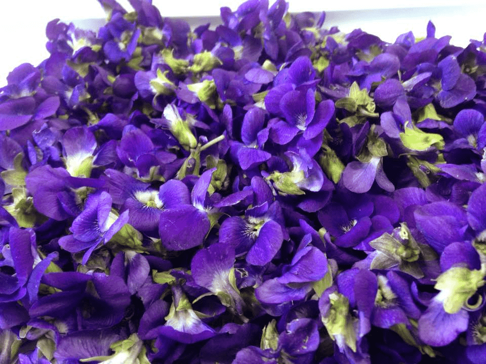 violets