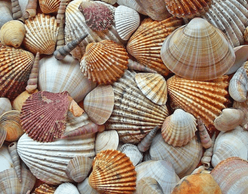 scallop shells