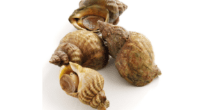 whelks