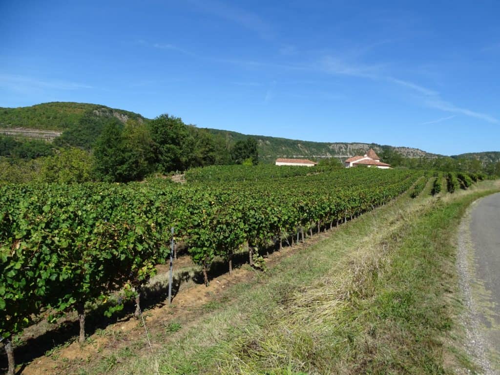 Lot Valley vines
