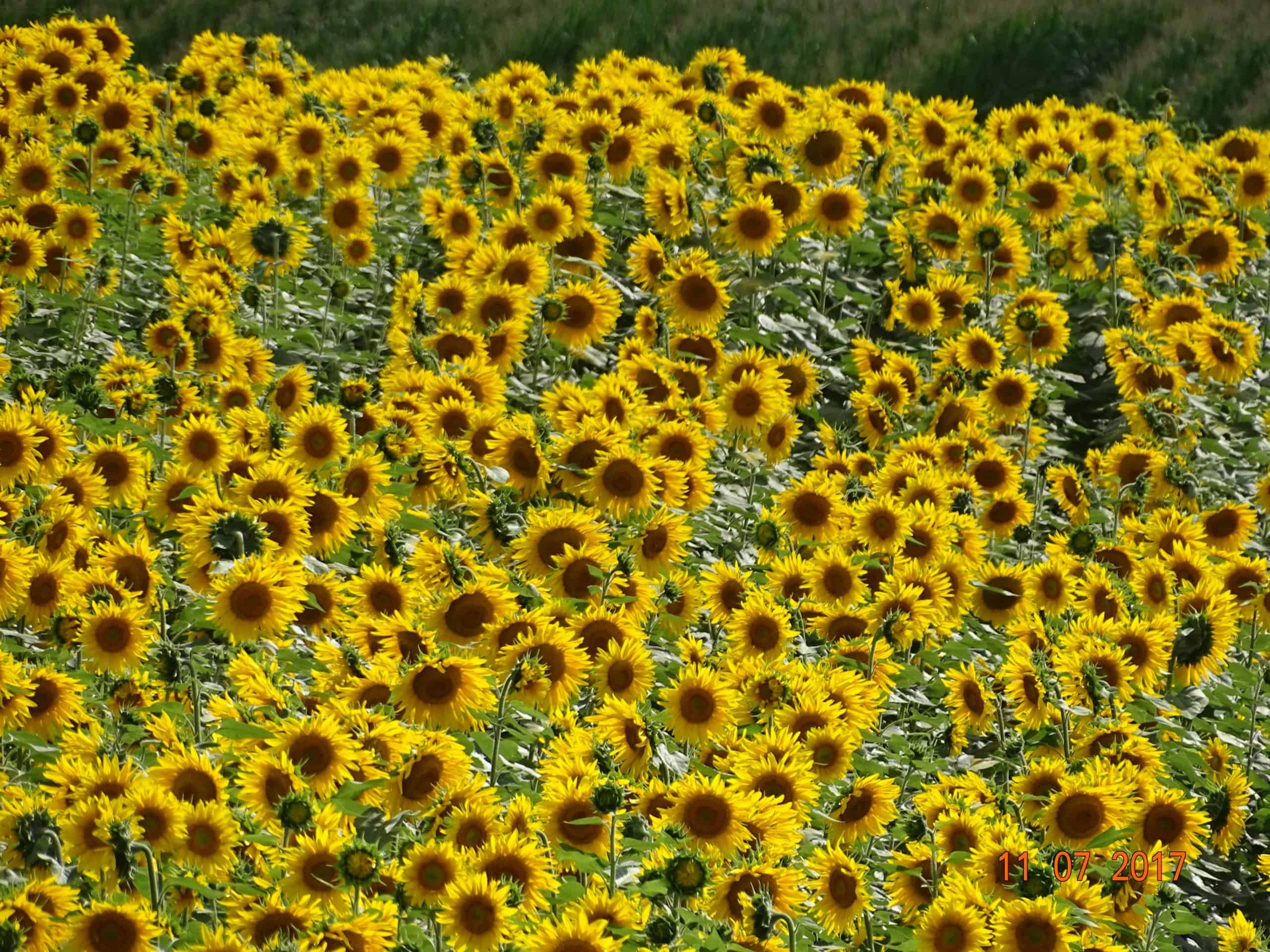 field of sunflowers