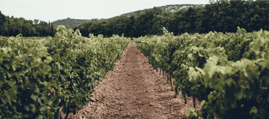 Vines at Domaine la Fourmone