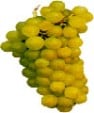 Semillon grapes