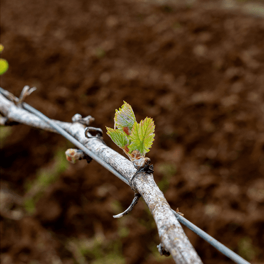 vine in bud at Chateau Capitoul