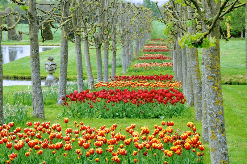 tulips at Ch Vendeuvre